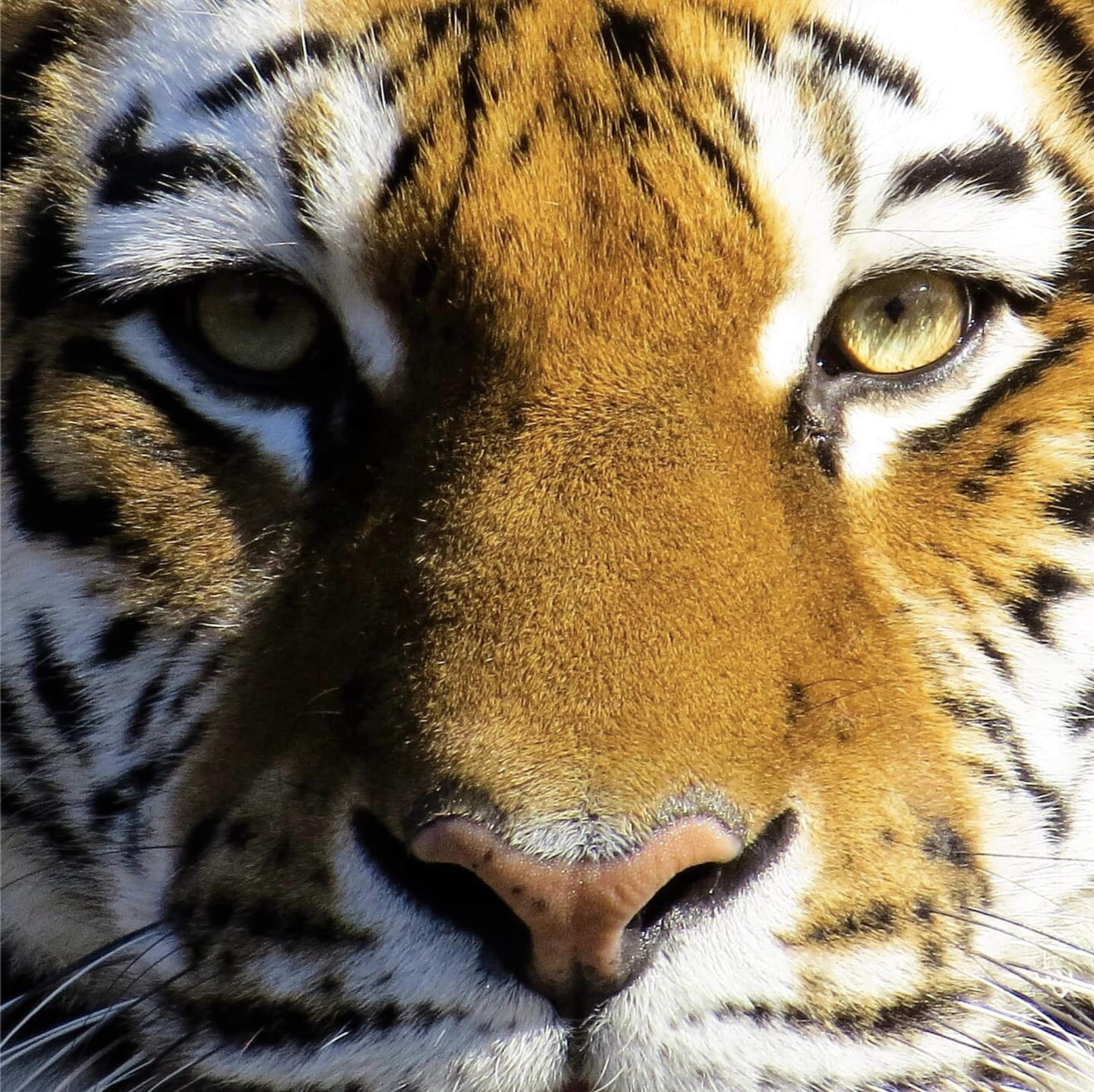Heart of the Tiger: Embracing Personal Power